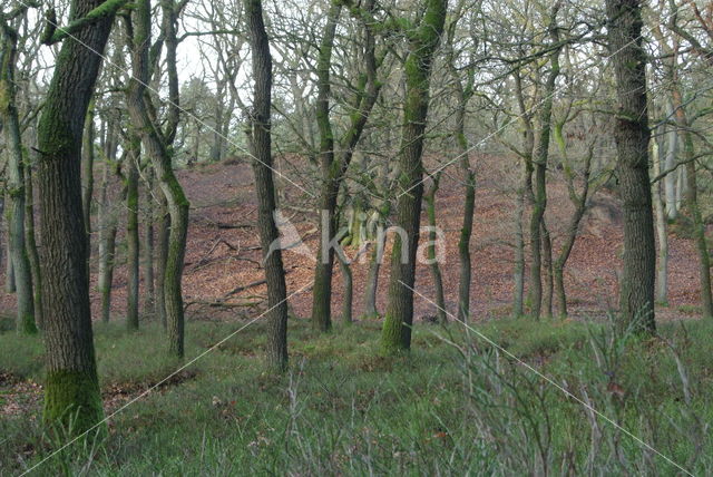 Zomereik (Quercus robur)