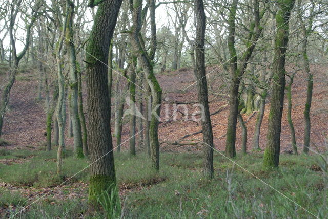 Zomereik (Quercus robur)