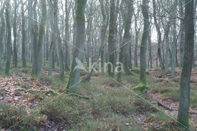 Zomereik (Quercus robur)