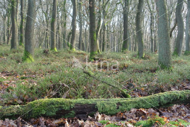 Zomereik (Quercus robur)