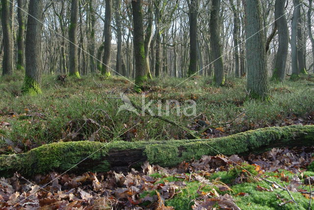 Common Oak