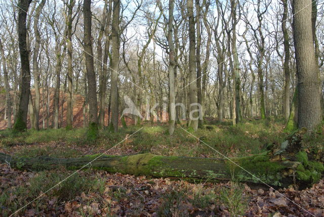 Zomereik (Quercus robur)