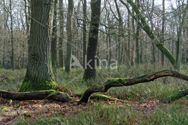 Zomereik (Quercus robur)