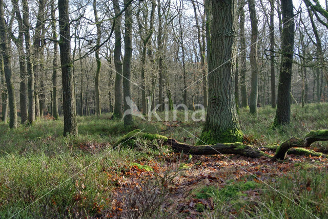 Zomereik (Quercus robur)