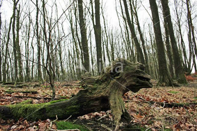 Zomereik (Quercus robur)