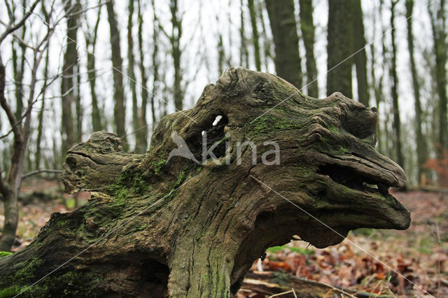 Zomereik (Quercus robur)