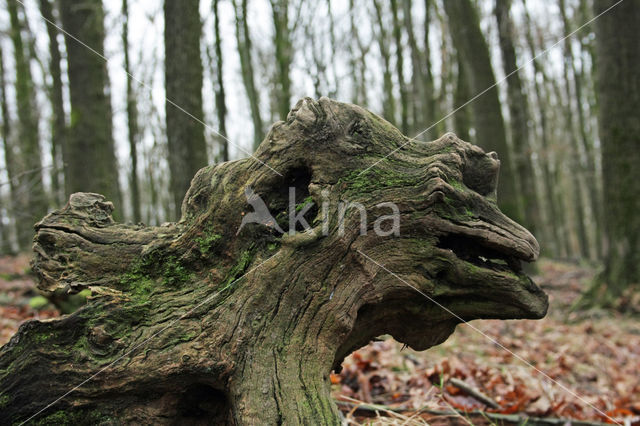 Zomereik (Quercus robur)