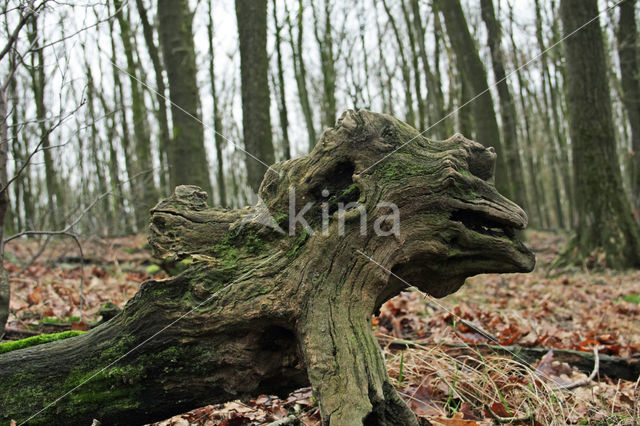 Common Oak