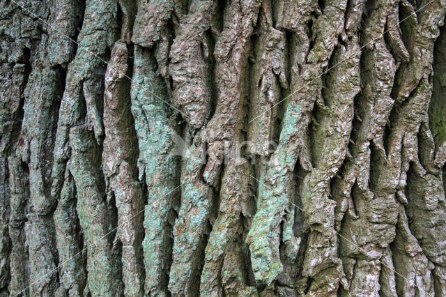 Zomereik (Quercus robur)