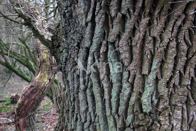 Common Oak