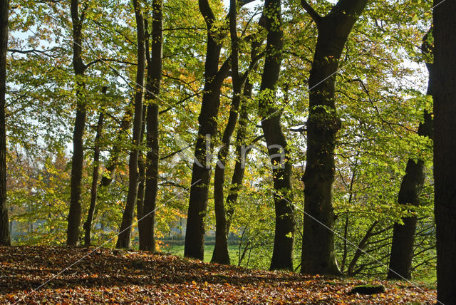 Zomereik (Quercus robur)