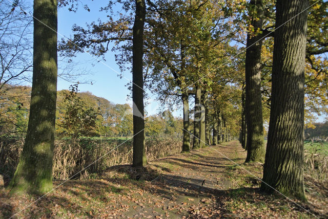 Zomereik (Quercus robur)