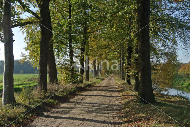 Zomereik (Quercus robur)