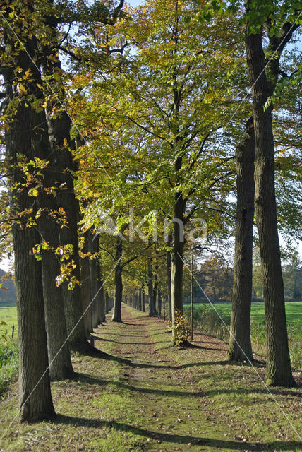 Zomereik (Quercus robur)