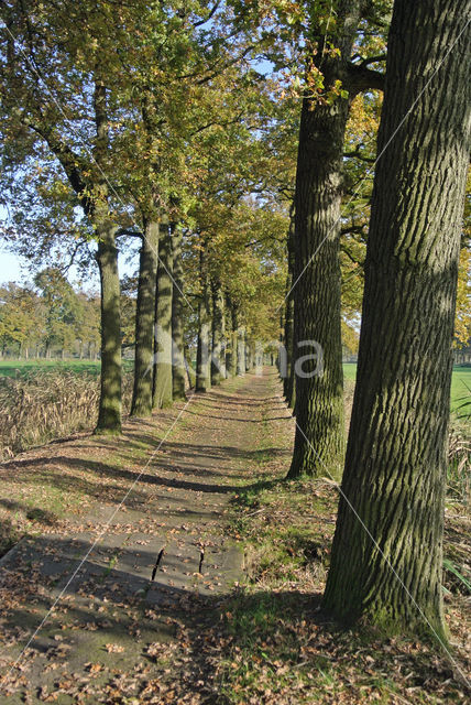 Zomereik (Quercus robur)