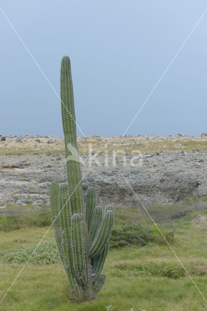 Zuilcactus (Cereus repandus)