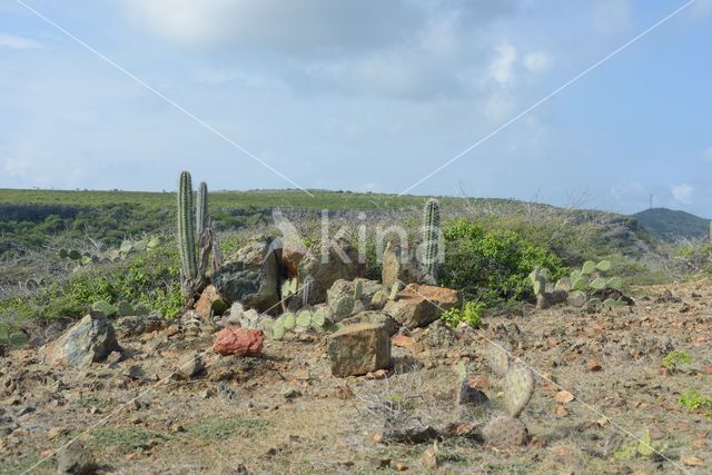 Zuilcactus (Cereus repandus)