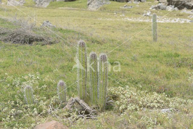 Zuilcactus (Cereus repandus)