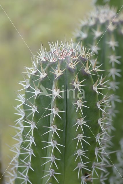 Zuilcactus (Cereus repandus)