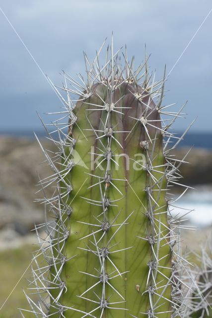 Zuilcactus (Cereus repandus)