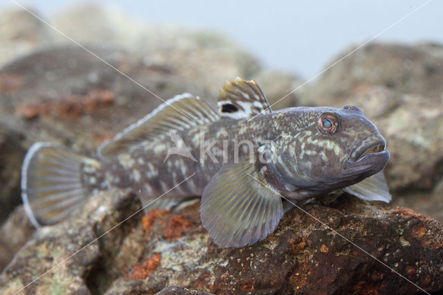 Zwartbekgrondel (Neogobius melanostomus)