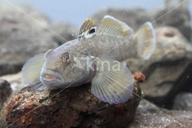 Zwartbekgrondel (Neogobius melanostomus)