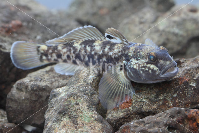 Zwartbekgrondel (Neogobius melanostomus)