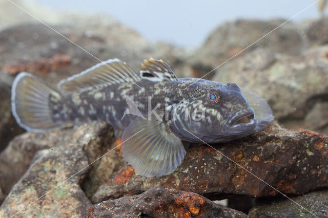 round goby (Neogobius melanostomus)