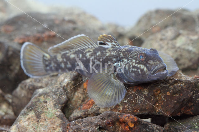 round goby (Neogobius melanostomus)