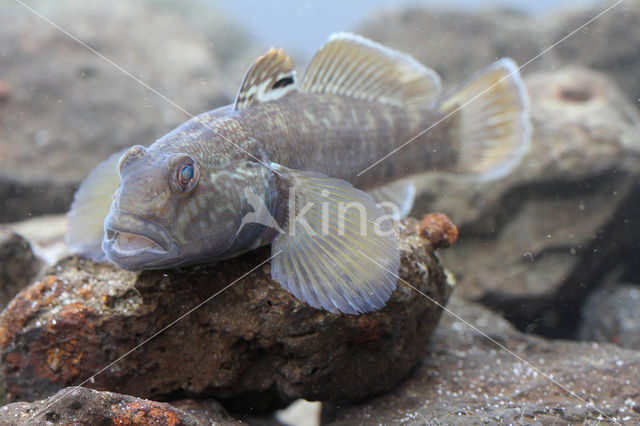 round goby (Neogobius melanostomus)