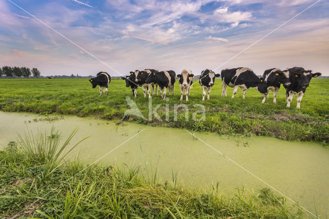 Mottled Cow (Bos domesticus)