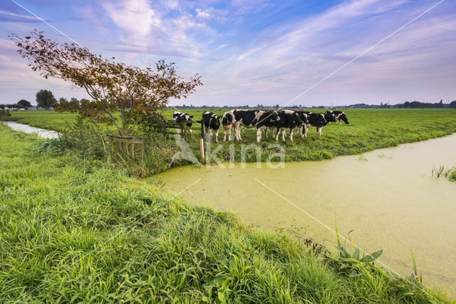 Mottled Cow (Bos domesticus)