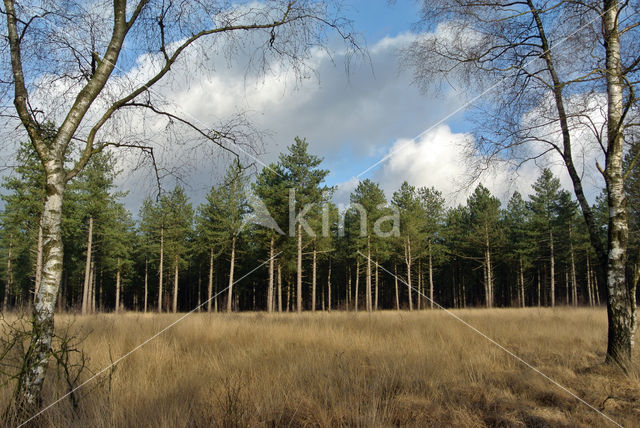 Zwarte den (Pinus nigra)