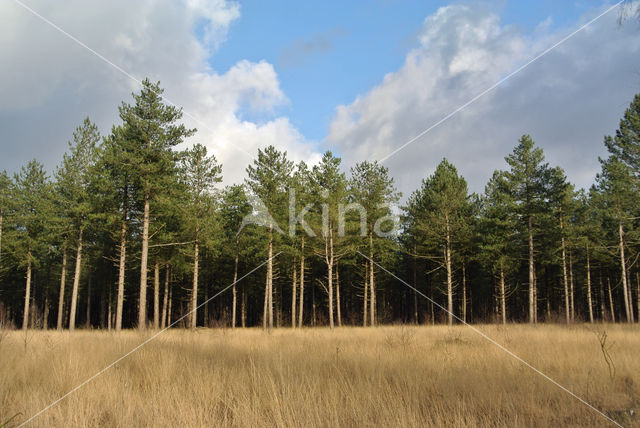 Zwarte den (Pinus nigra)