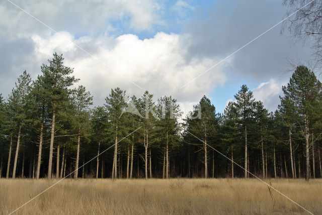 Zwarte den (Pinus nigra)