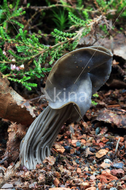 Zwarte kluifzwam (Helvella lacunosa)