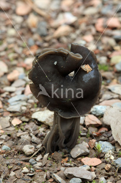 Zwarte kluifzwam (Helvella lacunosa)