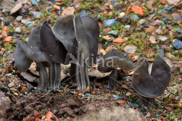 Zwarte kluifzwam (Helvella lacunosa)