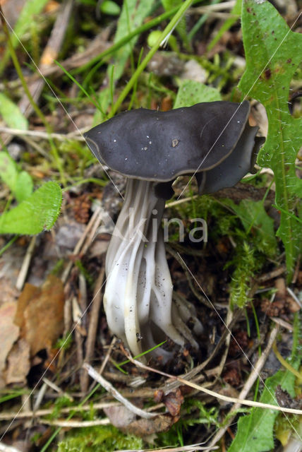 Elfin Saddle (Helvella lacunosa)