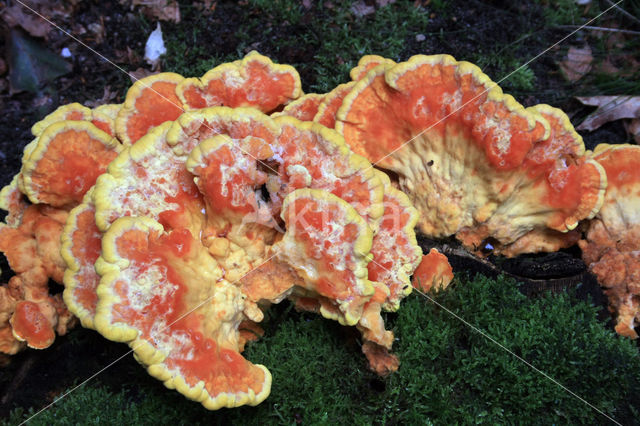 Zwavelzwam (Laetiporus sulphureus)