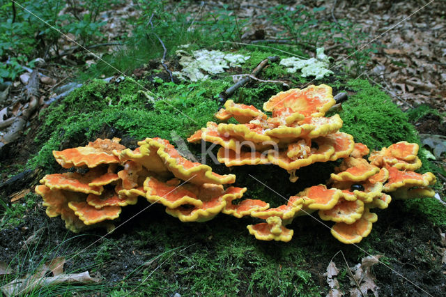 Zwavelzwam (Laetiporus sulphureus)