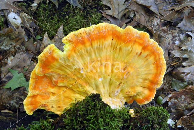 Zwavelzwam (Laetiporus sulphureus)