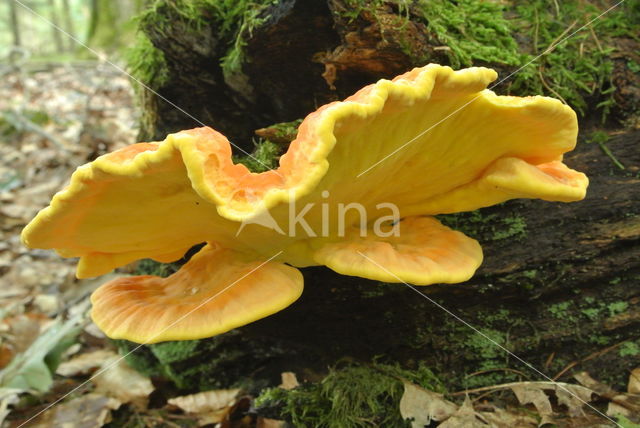 Zwavelzwam (Laetiporus sulphureus)