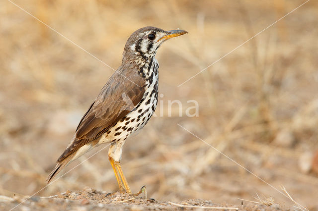 Groundscraper Thrush (Psophocichla litsitsirupa)