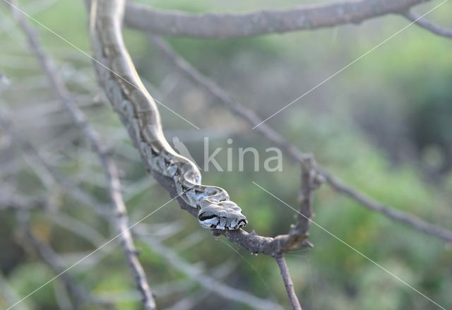 Afgodslang (Boa constrictor)