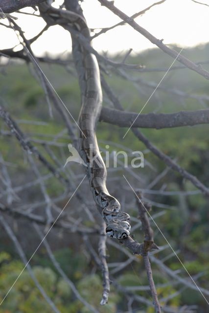 Afgodslang (Boa constrictor)