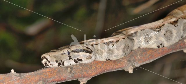 Afgodslang (Boa constrictor)