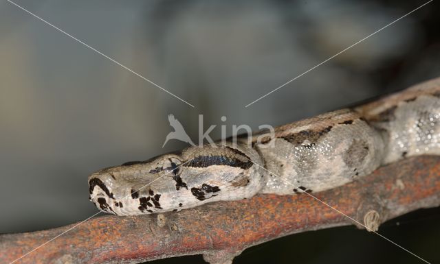 Afgodslang (Boa constrictor)