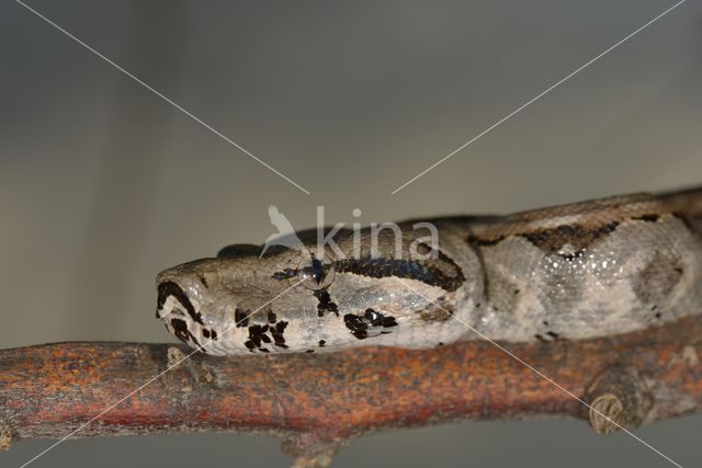 Afgodslang (Boa constrictor)