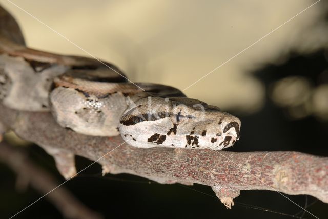 Afgodslang (Boa constrictor)